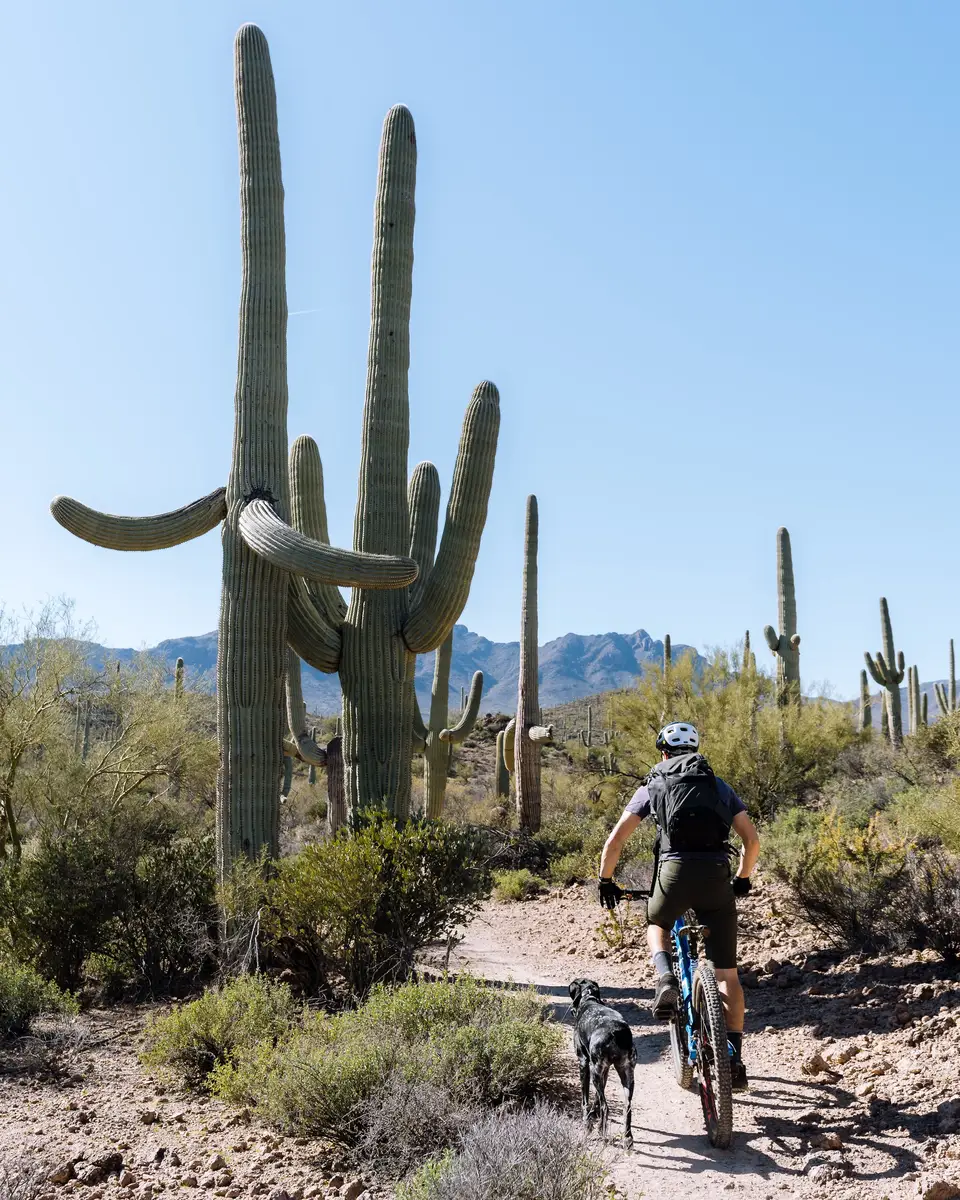 Evan and Penelope riding past large Saguaro cactus in Tucson, Arizona