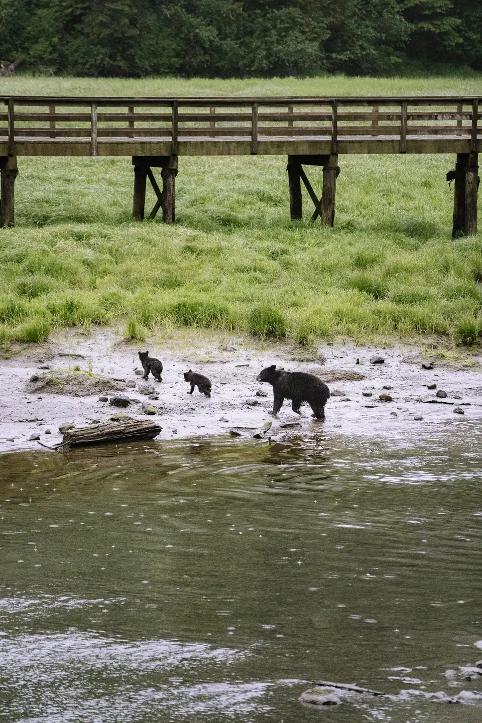 A black bear and two cubs on a gravel riverbank below a wooden footbridge near Ketchikan, Alaska