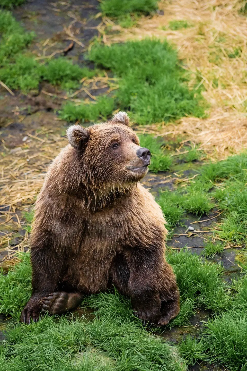 A grizzly sitting upright in green grass in Katmai National Park, Alaska