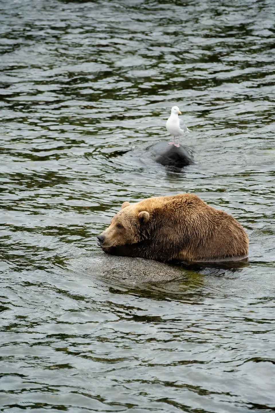 A grizzly in the water with a gull on a rock behind, in Katmai National Park, Alaska