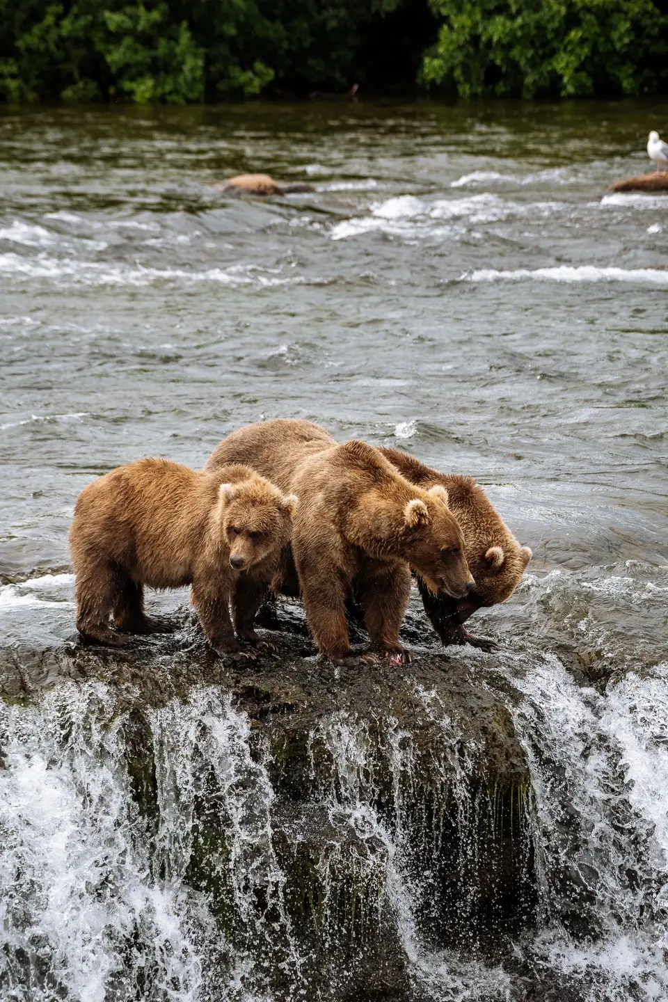 Grizzlies fishing the falls at Brooks Camp, Katmai National Park, Alaska
