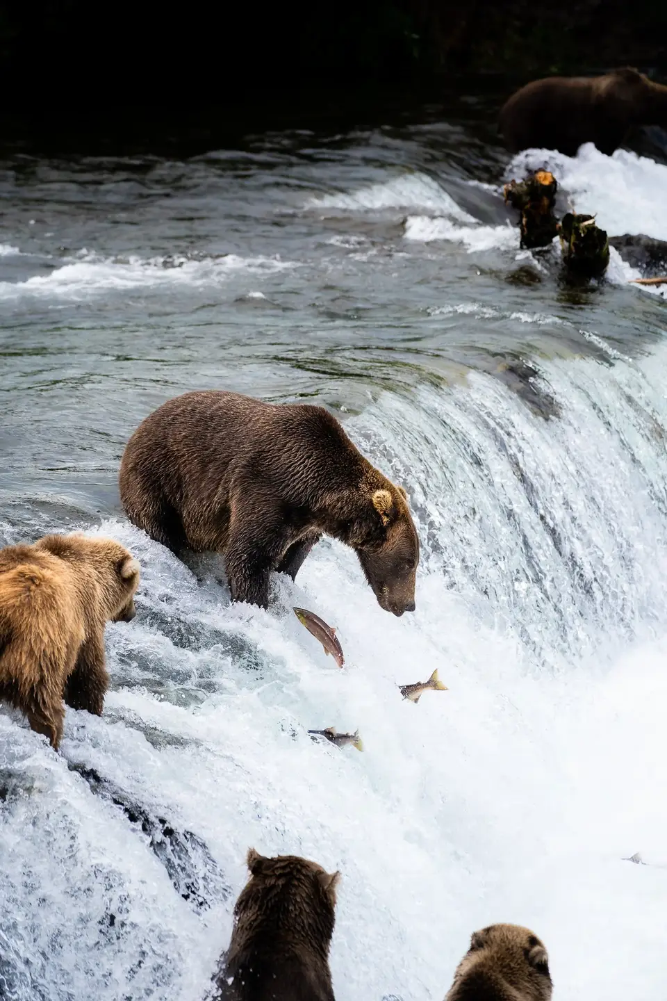 Brown bears at a waterfall as salmon jump near Katmai