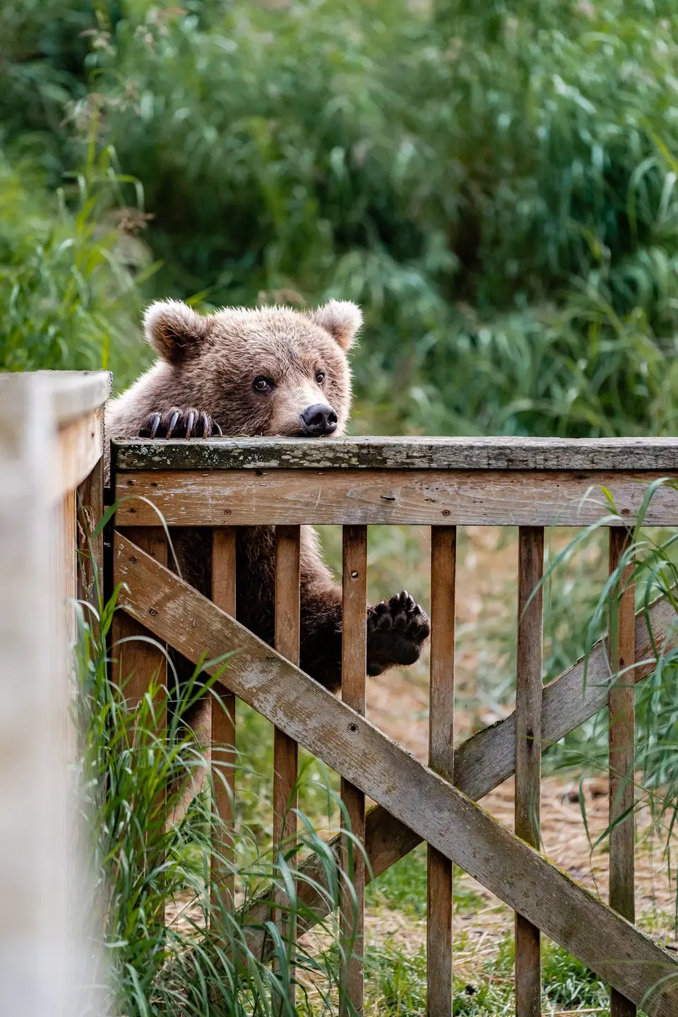 A bear cub peering over a wooden railing in Katmai National Park, Alaska