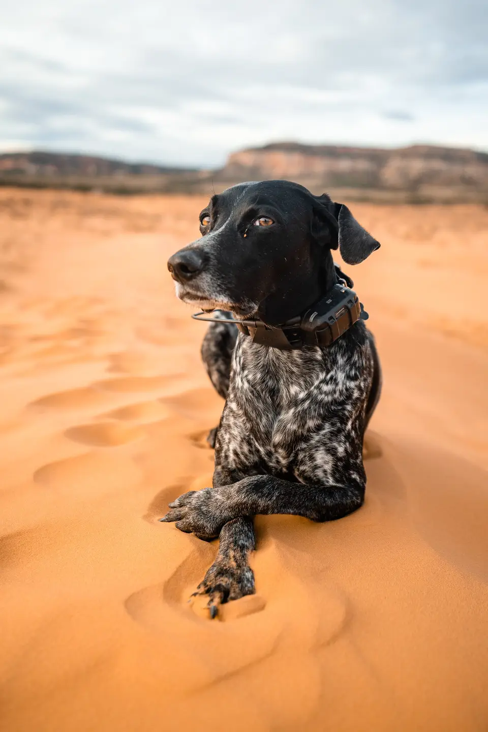 Penelope lying in the coral pink sand with her paws crossed