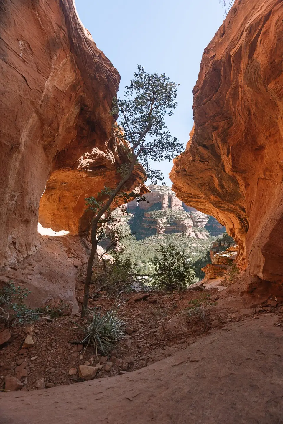 The Kachina tree growing in a red rock opening above Boynton Canyon