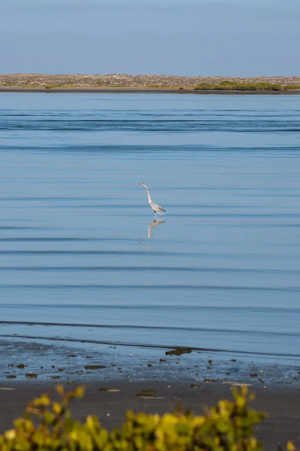 A heron wading in calm, shallow water in Bahía de Concepción, Baja California Sur