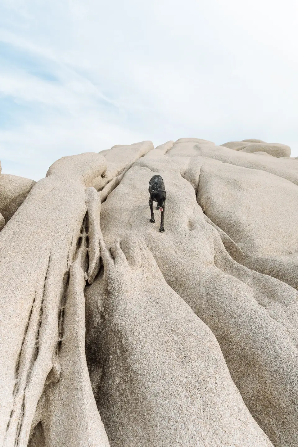 A dog standing on a rippled, wind-carved white rock at Cabo Pulmo, Baja California Sur