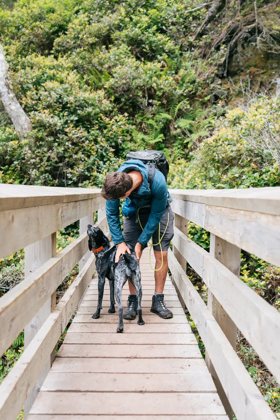 A hiker on a wooden boardwalk leaning toward two black dogs in the forest near Port Renfrew, Vancouver Island