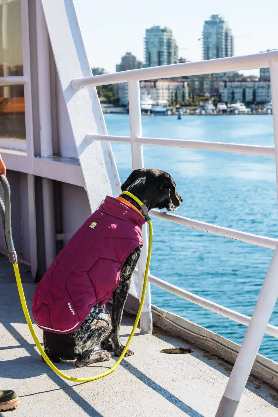 Penelope in a Ruffwear jacket looking through the ferry railing at the water