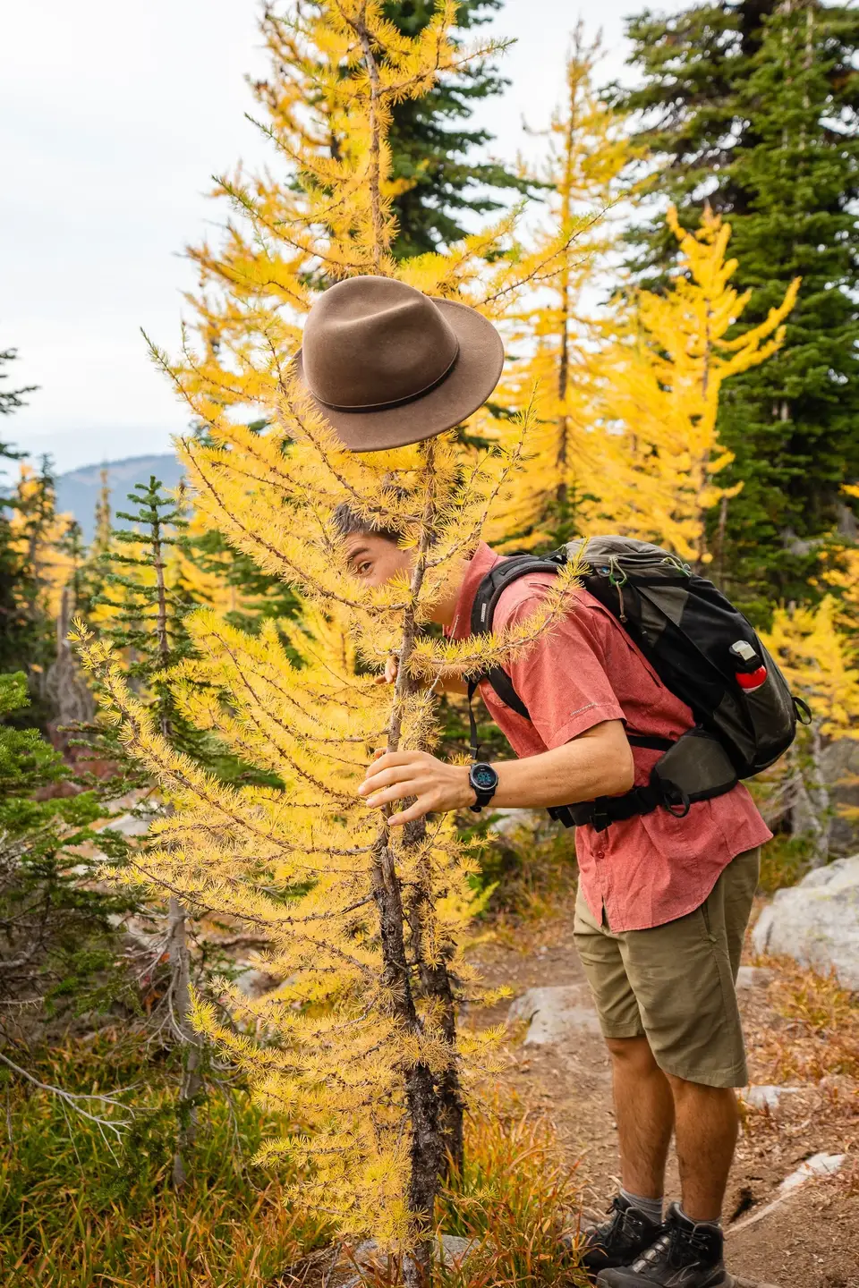 A man in a brown hat and red shirt looking closely at a golden larch near Nelson, British Columbia
