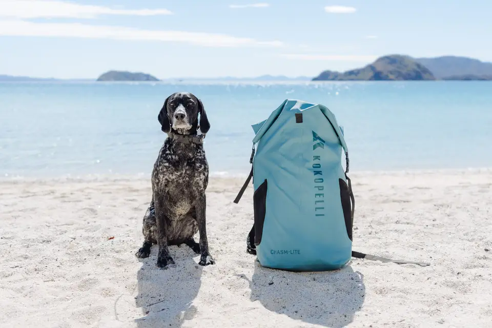 Dog sitting on the beach next to a blue backpack with water and distant islands in the background.