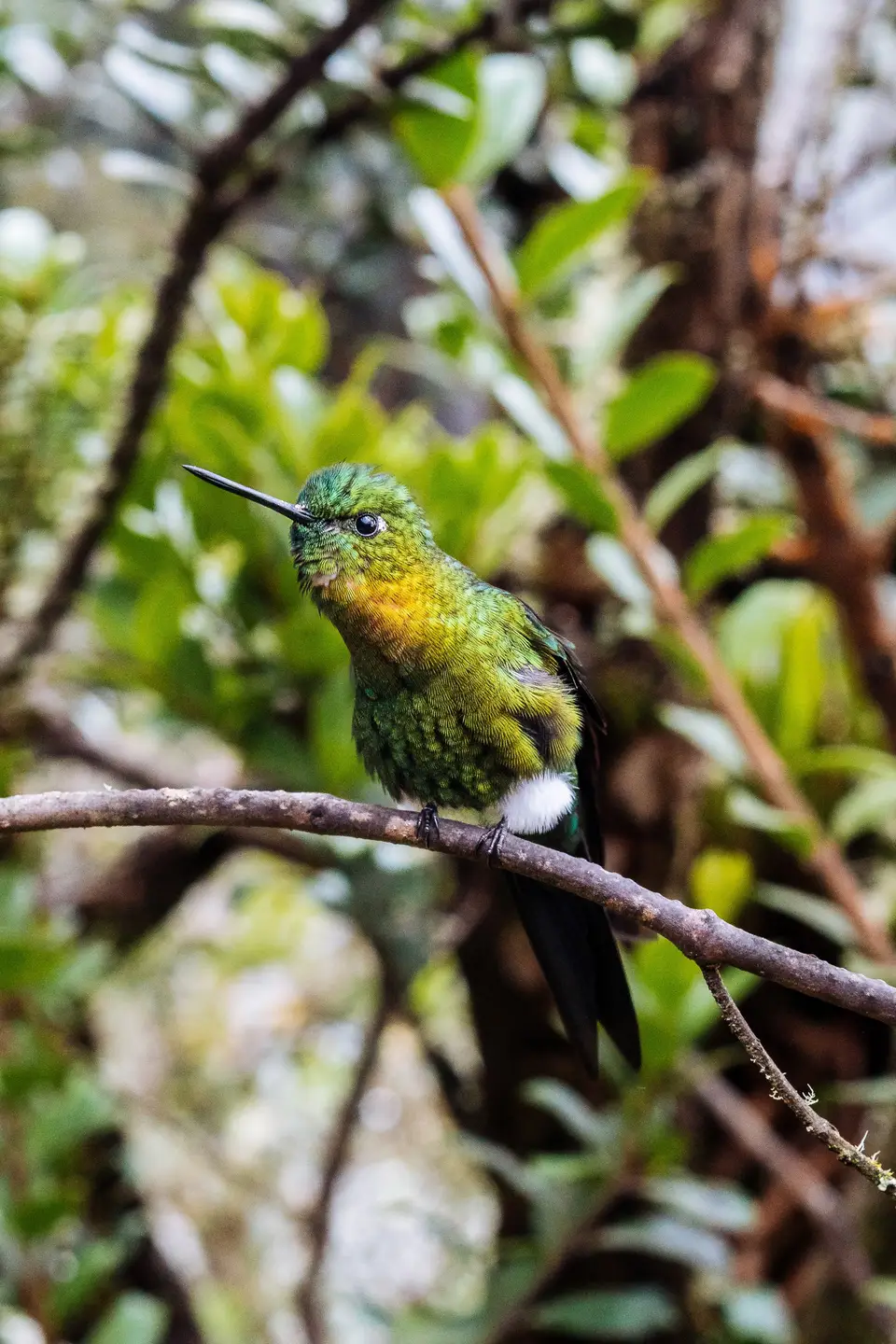 A green hummingbird perched on a thin branch in Colombia