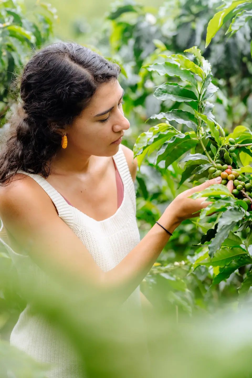 Melanny picking red coffee cherries from a leafy bush in Colombia