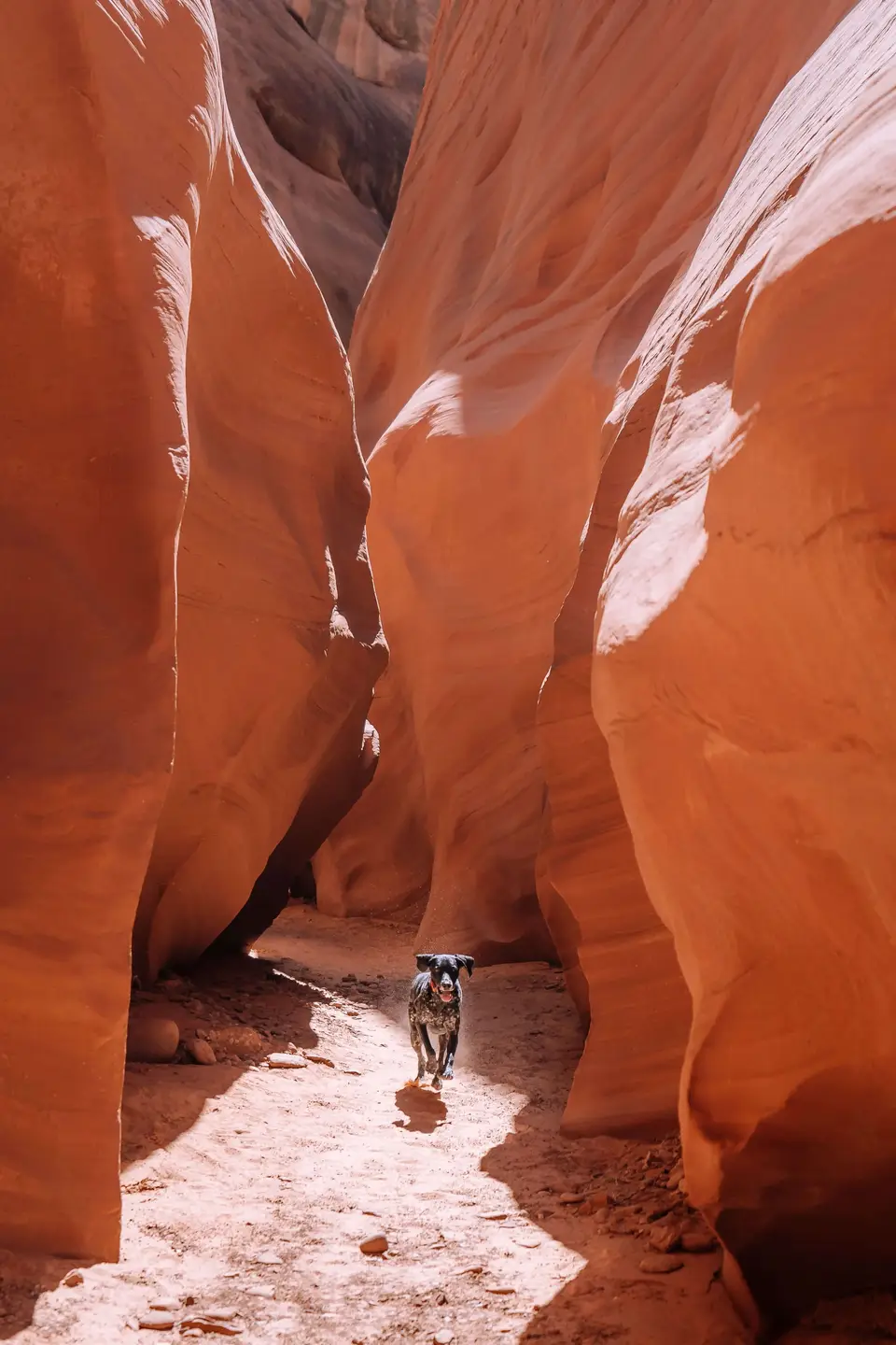 Dog off leash in antelope canyon