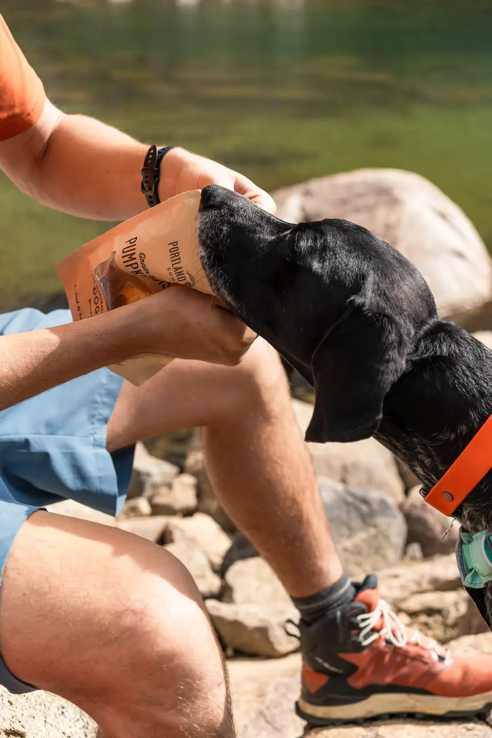 Penelope nosing into a bag of Portland Pet Food pumpkin treats by an alpine lake