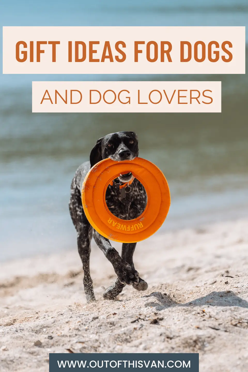 Penelope running on a beach with a Ruffwear ring toy