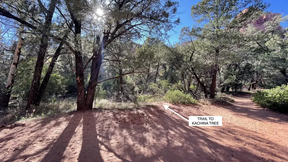 View from outside the trail entrance to Kachina Tree