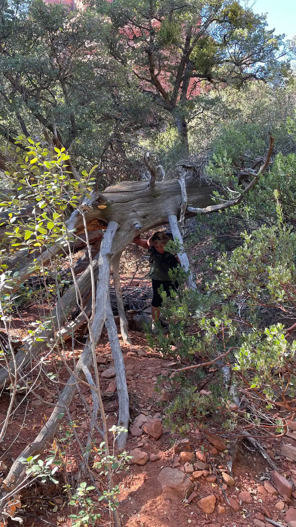 Tammy ducking under a fallen tree